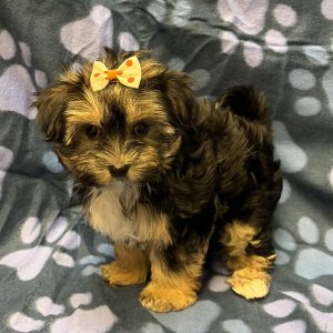 Female Morkie (Maltese x Yorkie) Born: 8/26/26 $2199.99 USDA# 47-B-0126