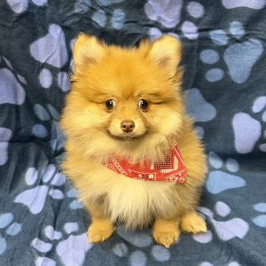 Male Pomeranian Born: 8/20/26 $2299.99 USDA# 47-B-0126