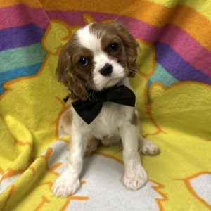 Male Cavalier Born: 2/27/26 $2499.99 USDA# 47-B-0126