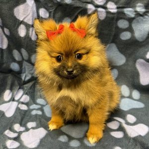 Female Pomeranian Born: 8/20/26 $2399.99 USDA# 47-B-0126