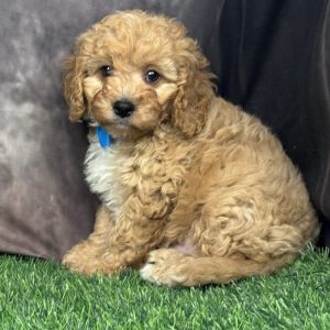 Male Cavapoo  Born 4/10/26  $2099.99  USDA #47-B-0126