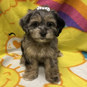 Female Cockapoo (Cocker Spaniel x Poodle) Born: 3/2/26 $2099.99 USDA# 47-B-0126