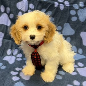 Male Cavapoo (Cavalier x Poodle) Born: 8/15/26 $1899.99 USDA# 47-B-0126