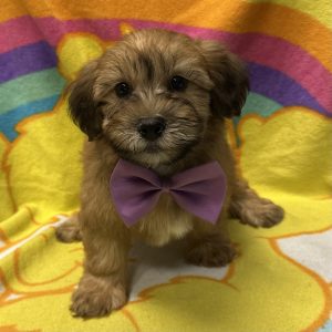 Male Whoodle (Wheaton Terrier x Poodle) Born: 3/8/26 $1999.99 USDA# 47-B-0126