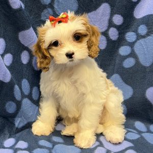 Female Cavapoo (Cavalier x Poodle) Born: 8/15/26 $2099.99 USDA# 47-B-0126
