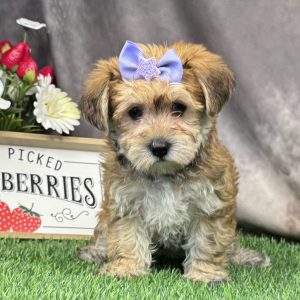 Female Morkie-Poo (Yorkie x Maltipoo)  Born 4/11/26  $1899.99  USDA #47-B-0126