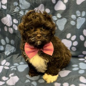 Male Pooshi (Poodle x Shih Tzu) Born: 8/25/26 $1899.99 USDA# 47-B-0126