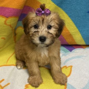Female Whoodle (Wheaton Terrier x Poodle) Born: 3/8/26 $1999.99 USDA# 47-B-0126