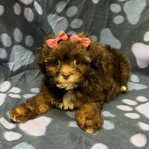 Female Pooshi (Poodle x Shih Tzu) Born: 8/25/26 $2099.99 USDA# 47-B-0126