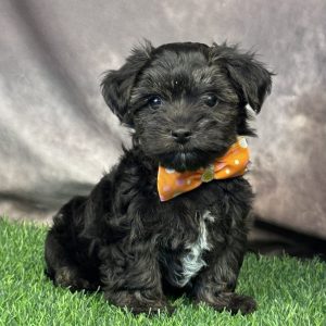 Male Morkie-Poo (Yorkie x Maltipoo)  Born 4/11/26  $1799.99  USDA #47-B-0126