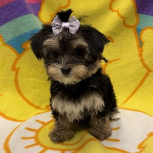 Female Morkie (Maltese x Yorkie) Born: 4/22/26 $2299.99 USDA# 47-B-0126