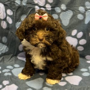 Female Pooshi (Poodle x Shih Tzu) Born: 8/25/26 $1999.99 USDA# 47-B-0126