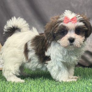 Female Shorkie  Born 4/7/26  $1999.99  USDA #47-B-0126