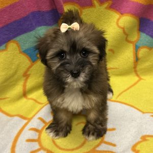 Female Havawheat (Havanese x Wheaton Terrier) Born: 3/6/26 $1899.99 USDA# 47-B-0126