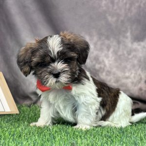 Male Shorkie  Born 4/7/26  $1899.99  USDA #47-B-0126