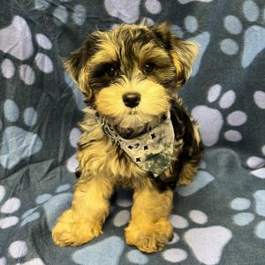 Male Yorkiepoo (Yorkshire Terrier x Poodle) Born: 8/15/26 $1999.99 USDA# 47-B-0126