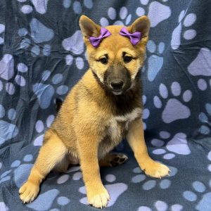Female Shiba Inu Born: 8/20/26 $1799.99 USDA# 47-B-0126