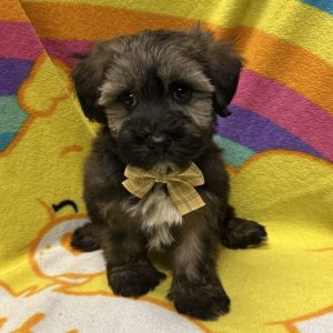 Male Havawheat (Havanese x Wheaton Terrier) Born: 3/6/26 $1899.99 USDA# 47-B-0126