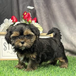 Female Shorkie  Born 4/7/26  $2099.99  USDA #47-B-0126