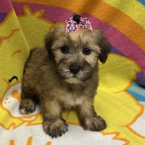 Female Whoodle (Wheaton Terrier x Poodle) Born: 3/8/26 $1999.99 USDA# 47-B-0126