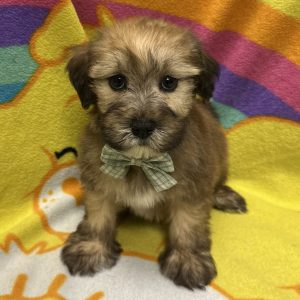 Male Havawheat (Havanese x Wheaton Terrier) Born: 3/6/26 $1899.99 USDA# 47-B-0126