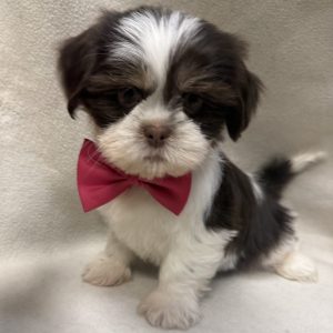 Male Shih Tzu Born: 2/6/26 $1799.99 USDA# 47-B-0126