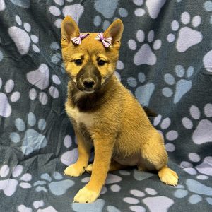 Female Shiba Inu Born: 8/20/26 $1799.99 USDA# 47-B-0126