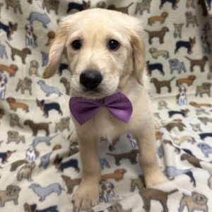 Male Golden Retriever Born: 11/24/25 $2299.99 USDA# 47-B-0126