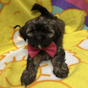 Male Havashu (Havanese x Shih Tzu) Born: 3/8/26 $1799.99 USDA# 47-B-01256 