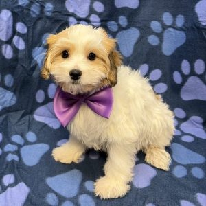 Male Yochon (Yorkshire Terrier x Bichon) Born: 8/14/26 $1799.99 USDA# 47-B-0126