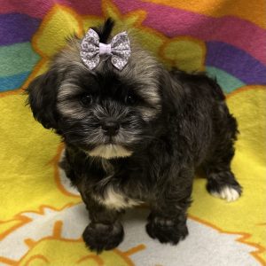 Female Havashu (Havanese x Shih Tzu) Born: 3/8/26 $1799.99 USDA# 47-B-0126