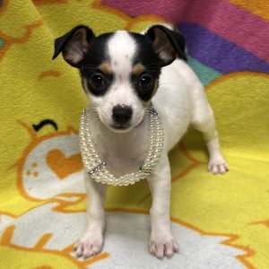 Female Chihuahua Born: 3/4/26 $2199.99 USDA# 47-B-0126