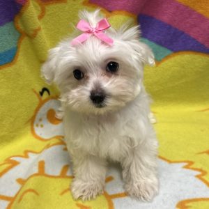 Female Maltipoo (Maltese x Poodle) Born: 2/7/26 $1899.99 USDA# 47-B-0126