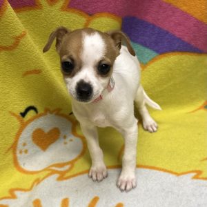 Female Chihuahua Born: 3/4/26 $2199.99 USDA# 47-B-0126