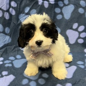 Male Yochon (Yorkshire Terrier x Bichon) Born: 8/14/26 $1799.99 USDA# 47-B-0126