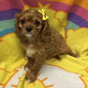 Female Cavalier Born: 3/6/26 $2599.99 USDA# 85-A-0077