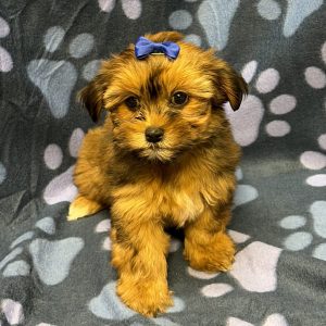 Female Shorkie (Shih Tzu x Yorkie) Born: 8/27/26 $1899.99 USDA# 47-B-0126