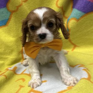 Male Cavalier Born: 3/6/26 $2499.99 USDA# 85-A-0077