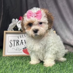 Female Zuchon (Shih Tzu x Bichon Frise)  Born 4/7/26  $1799.99  USDA #47-B-0126