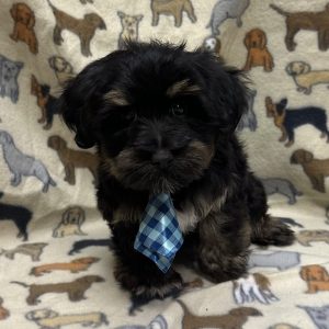 Male Havashire (Havanese x Yorkie) Born: 11/27/25 $1799.99 USDA# 47-B-0126