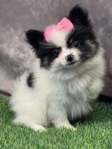 Female Pomeranian   Born 4/7/26  $2599.99  USDA #47-B-0126