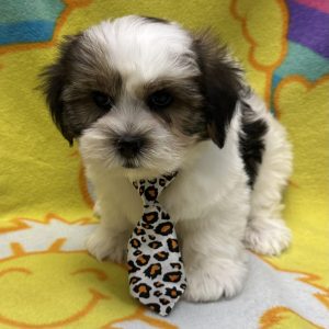 Male Shorkie (Shih Tzu x Yorkie) Born: 3/13/26 $1899.99 USDA# 47-B-0126