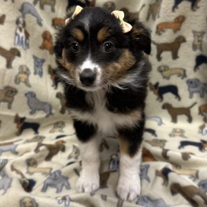 Female Mini Aussie Born: 11/23/25 $2099.99 USDA# 47-B-0117