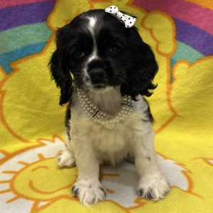 Female Cocker Spaniel Born: 3/11/26 $1999.99 USDA# 47-B-0126