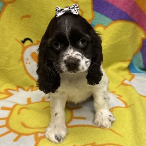 Female Cocker Spaniel Born: 3/11/26 $1999.99 USDA# 47-B-0126