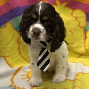 Male Cocker Spaniel Born: 3/11/26 $1999.99 USDA# 47-B-0126
