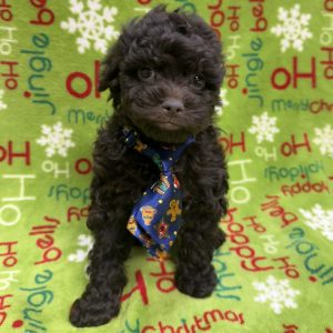 Male Shih Tzu/Poodle x Poodle  Born: 10/23/25  SALE! Originally: $1999.99 - $600 Now: $1399.99!  USDA# 47-B-0126