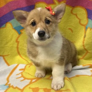 Female Corgi Born: 3/9/26 $2199.99 USDA# 47-B-0126