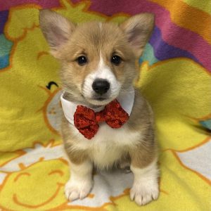 Male Corgi Born: 3/9/26 $2199.99 USDA# 47-B-0126
