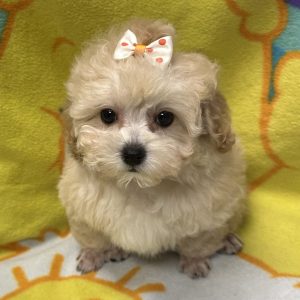 Female Poodle Born: 3/4/26 $2499.99 USDA# 47-B-0126